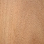 Maple - Queensland